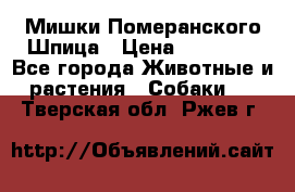 Мишки Померанского Шпица › Цена ­ 60 000 - Все города Животные и растения » Собаки   . Тверская обл.,Ржев г.